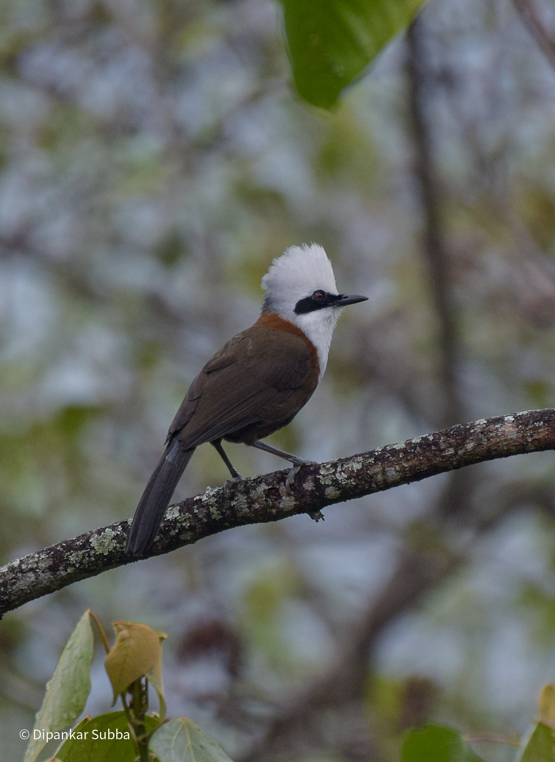 White Crested Laughing Thrush